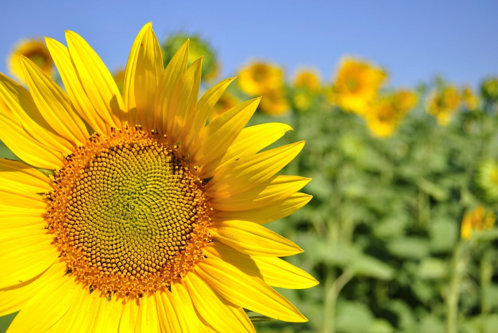 campo de girasoles