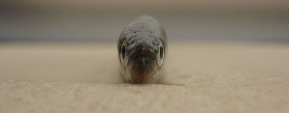 fishsleep