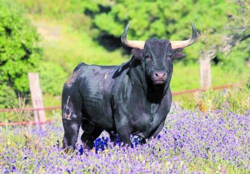 Tauro y la sabia sensualidad de la Naturaleza