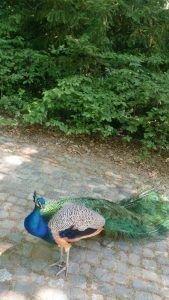 Pfaueninsel