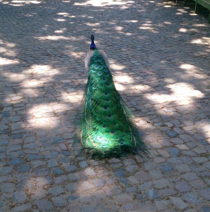 Pavo real de la Isla de los Pavos Reales