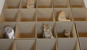 Gatos jugando