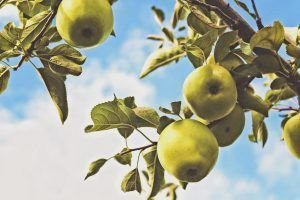 Urano ingresa en Tauro: ¿afectará a la agricultura?