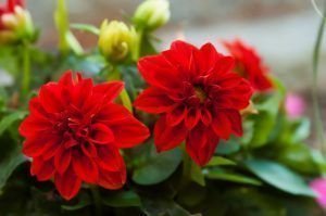 Flores rojas para Aries
