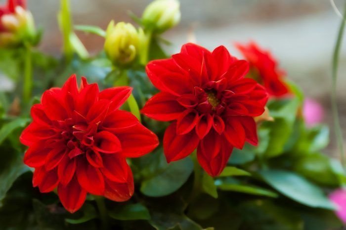Flores rojas para Aries