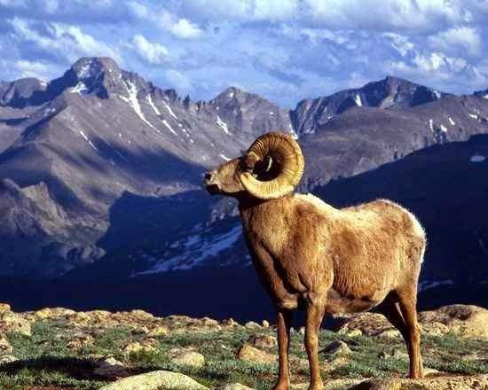 Novilunio en Aries, algo dañado por Saturno