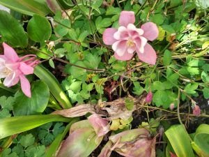 Libra, belleza, flores, aromas