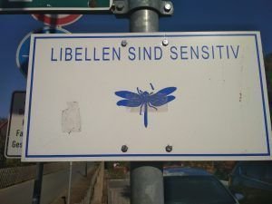 Las libélulas son sensibles y nosotros con este novilunio también