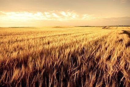 Virgo, separando trigo de la paja
