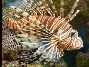 Seguimos en este mundo de Piscis y de peces sexys.