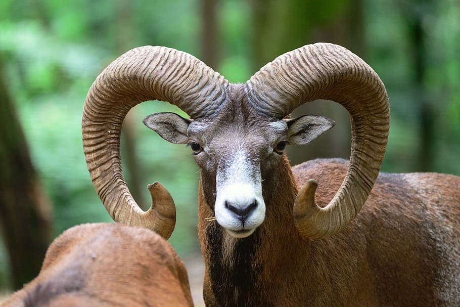Aries Estrenamos año astrológico con el ingreso del Sol en Aries.