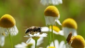 Abejas sensuales, cosas de Tauro