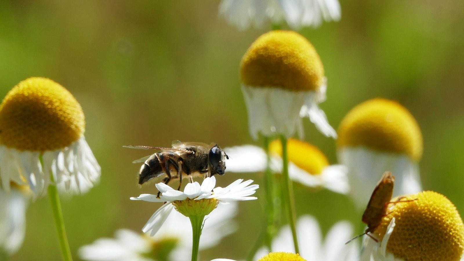 Abejas sensuales, cosas de Tauro