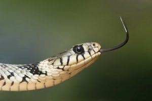 Serpientes, Escorpios, plenilunios, plenilunios y la belleza de Venus en Libra.