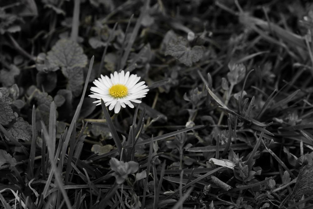 Flores para estas tensiones.