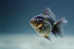 Los Piscis andan de buen rollo con Júpiter ya peregrino en Acuario