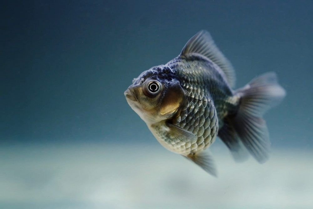 Los Piscis andan de buen rollo con Júpiter ya peregrino en Acuario Los Piscis andan de buen rollo con Júpiter ya peregrino en Acuario