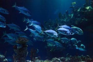 Bondades oceánicas y místicas de la mano de Júpiter en Piscis