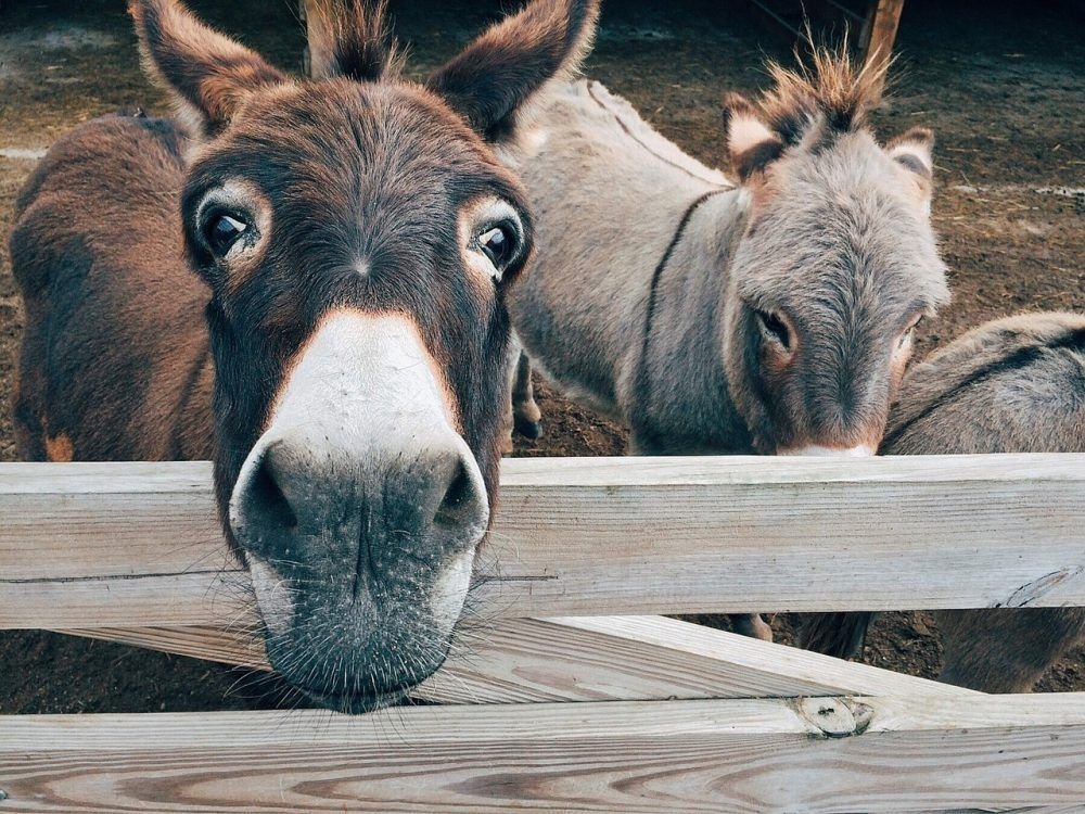 Como los burros, cada uno por su lado cuando Marte y Urano se oponen