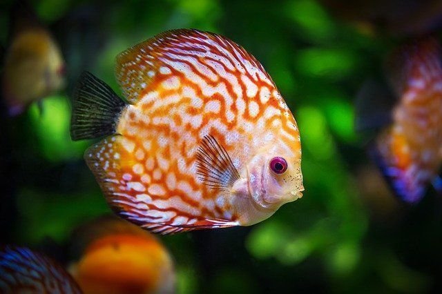 Temporada Piscis. Qué coñazos son y qué lindos a la vez.