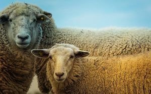 Jupiter ingresa en Aries y Marte se le une