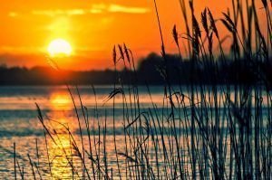 El Sol sigue en Leo. Domiciliado.