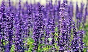 Lavanda, tan Mercurial ella