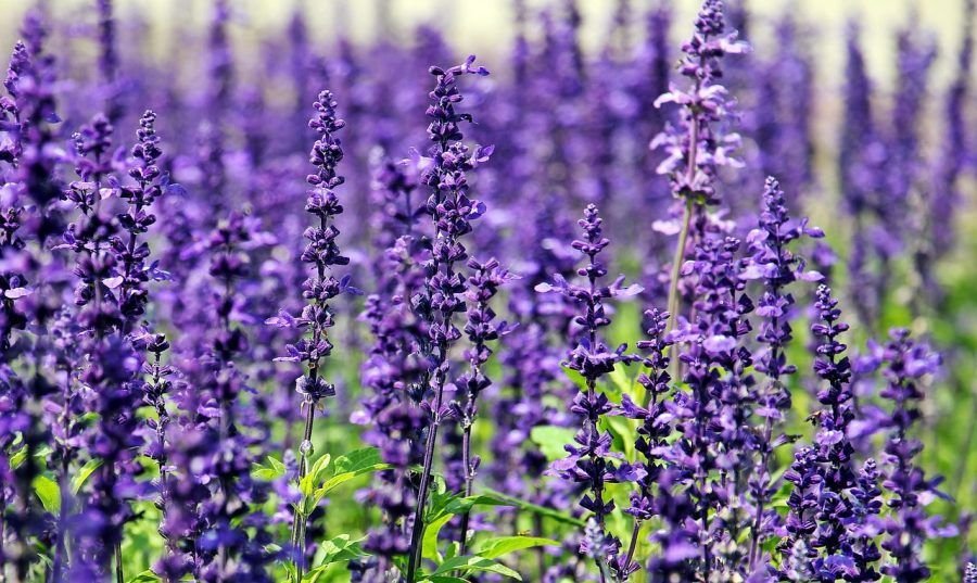 Lavanda, tan Mercurial ella