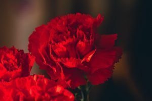 Flores rojas. Claveles. Para este Venus en Escorpio.