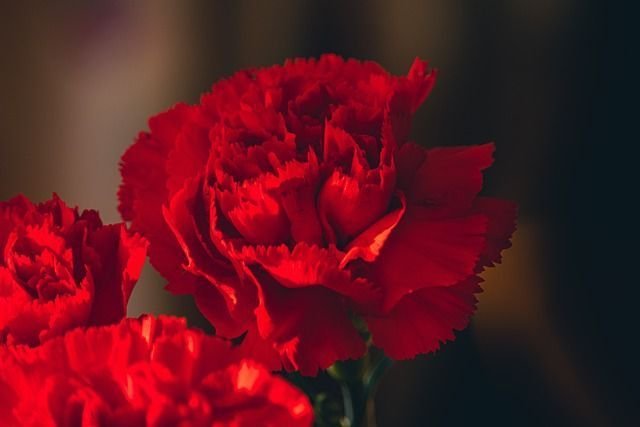 Flores rojas. Claveles. Para este Venus en Escorpio.