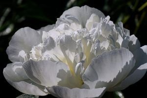 Una peonía. Una bella flor para estos tiempos de Libra.