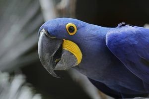 Guacamaya jacinto. Aires templados, simpáticos, comprensivos.