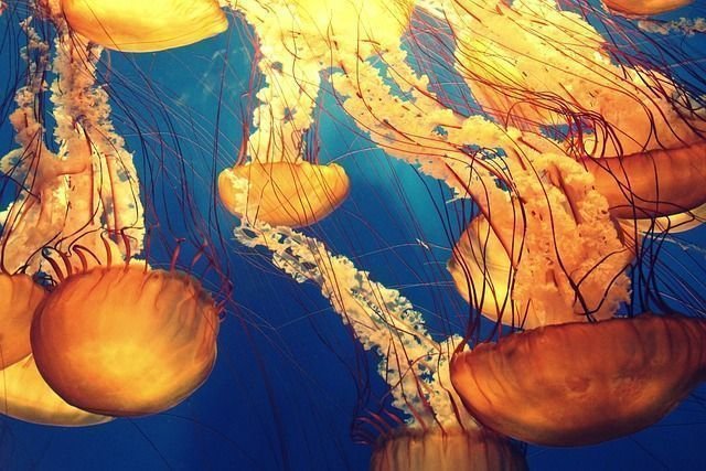 Bienvenidos al mundo mágico de Piscis y… más Piscis. Bienvenidos al mundo mágico de Piscis y... más Piscis.