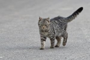 Gatos, magia. Marte, zarpazos, Piscis y un Mercurio que pasa a Aries.