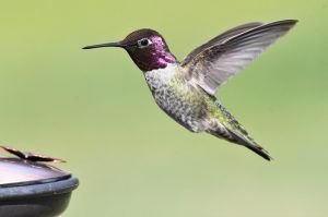 Colibríes y Mercurio y la naturaleza.