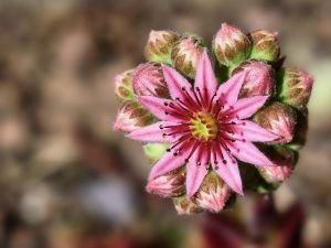 La cosa va de flores, de Tauro, de siemprevivas (Tauro, signo fijo).