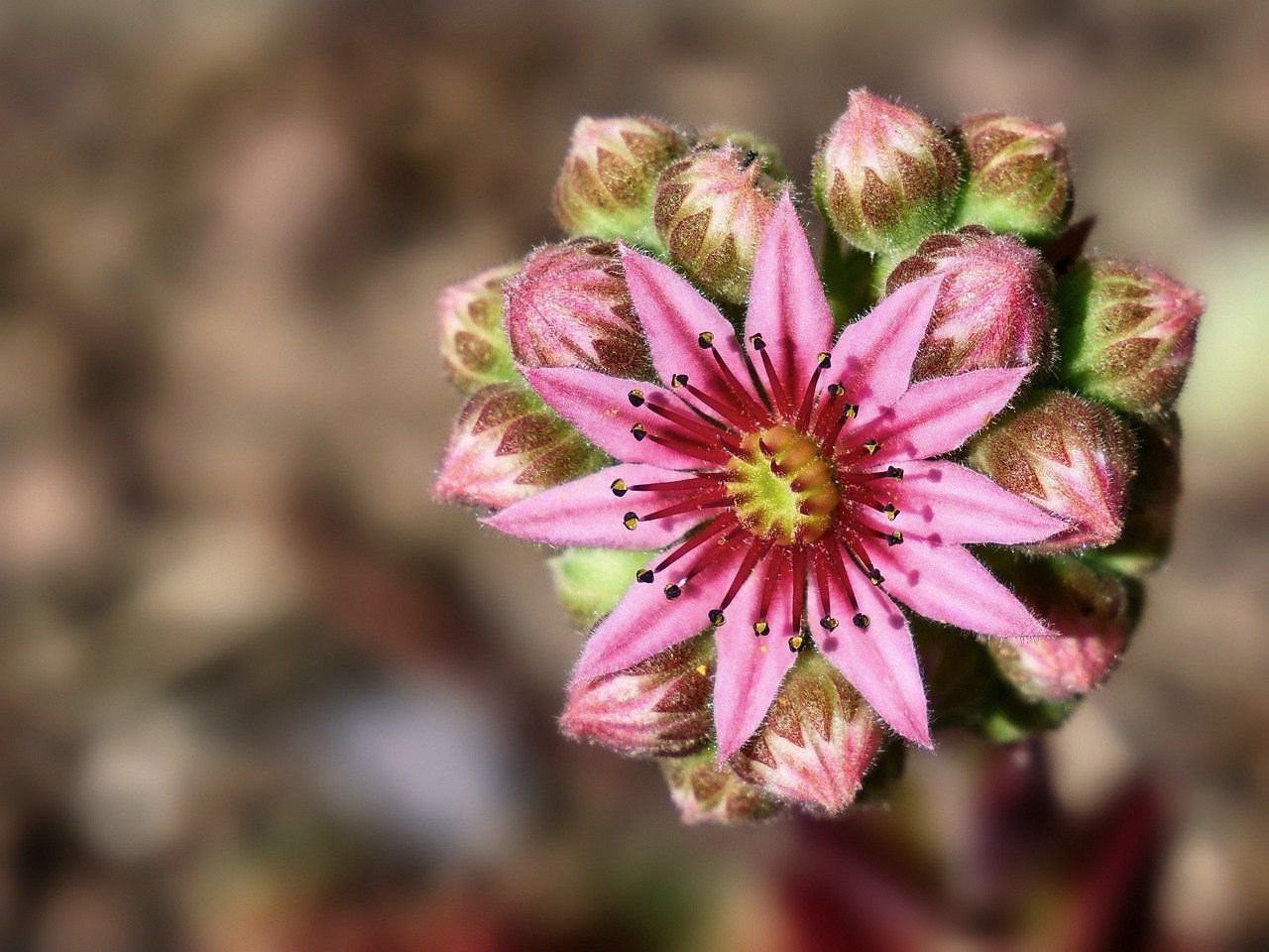 La cosa va de flores, de Tauro, de siemprevivas (Tauro, signo fijo).