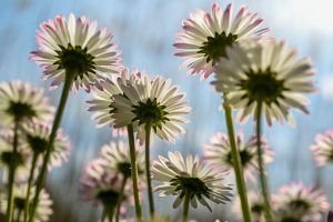 Foto de unas flores à la Mercurio en Tauro, que despierta muy bien puesto. 