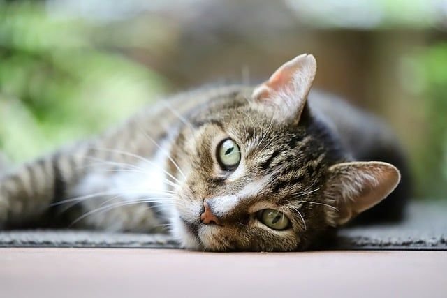 Cuando el gatito se lastima la patita. Cuidadito con las mascotas y mucha alegría esta semana. Cuando el gatito se lastima la patita. Cuidadito con las mascotas y mucha alegría esta semana.