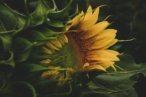 Venus Retrógrado en Leo. Vuelven los girasoles.
