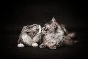 Gatos que se quieren... o que se arañan. Venus cuadratura a Urano.
