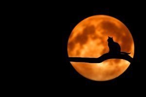 Lunita, lunera y eclipse en Libra.