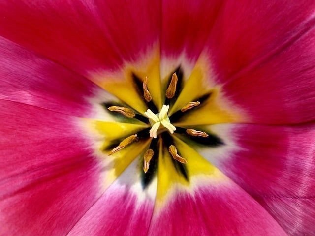 Imagen de Daniëlle Eibrink Jansen en Pixabay
