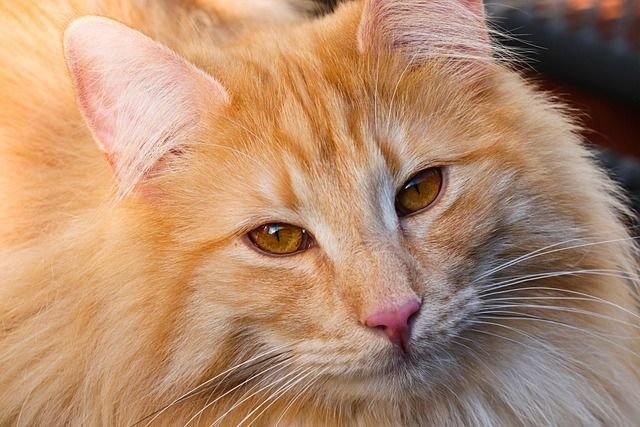 cat-8600417_640