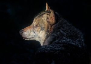 La Astrología de estos días casi podría reducirse a una noticia coñazo, jaja, que es que Marte vuelve a Cáncer. Pero bueno, también tenemos otras noticias: por ejemplo, el ingreso de Mercurio en Capricornio (lo que le va a darte claridad para tus propósitos, por ejemplo).