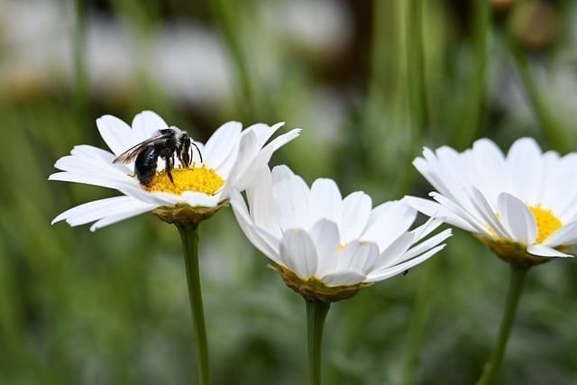 black-bee-9630277_640