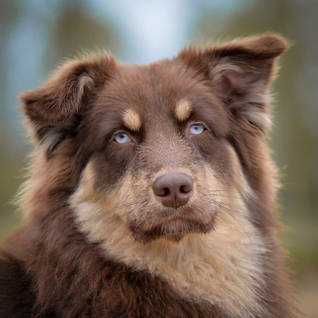 dog-9548923_640