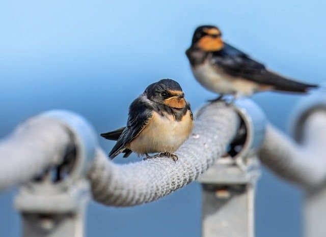 barn-swallow-9798461_640