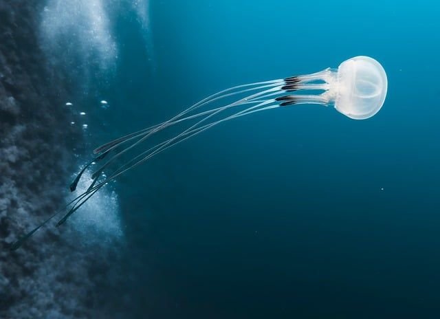 franziska_stier-dive-9766599_640